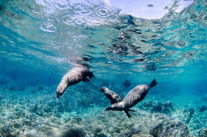 Sea lions in Cabo Pulmo