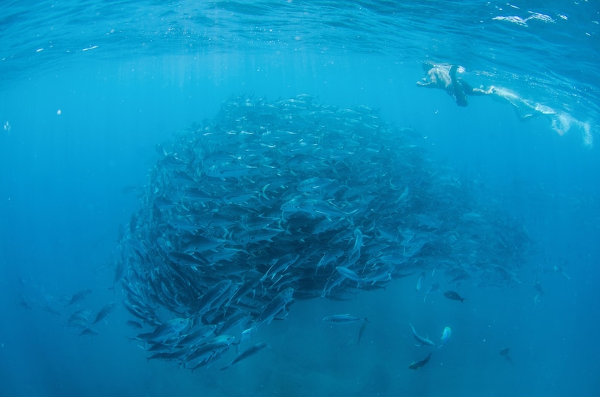 Cabo Pulmo Snorkel Expedition
