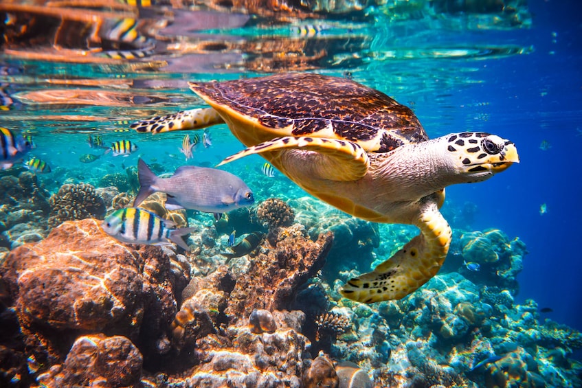 Sea turtle and tropical fish at Cabo Pulmo