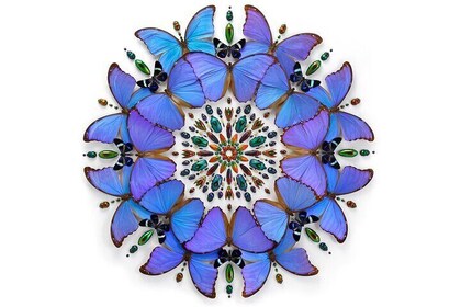 Exquisite Creatures Exhibit By Christopher Marley