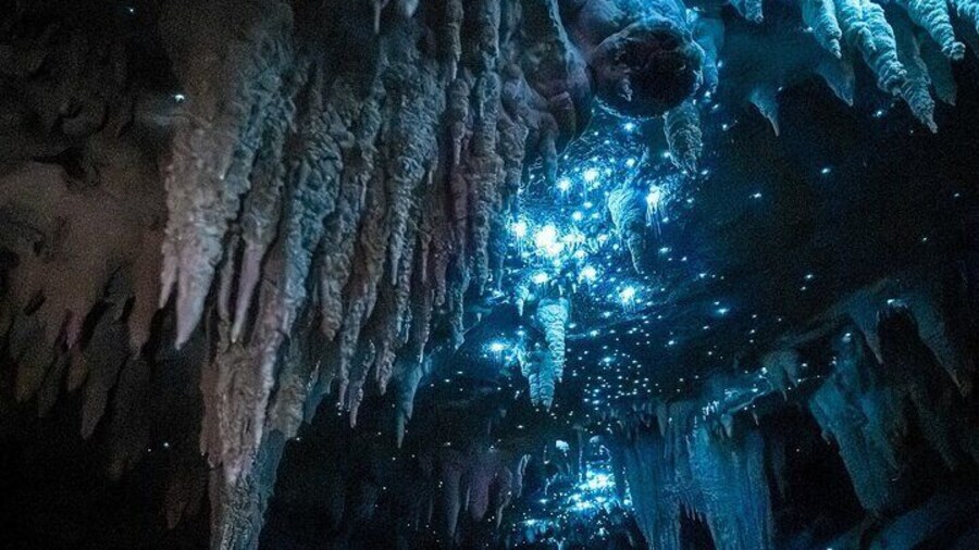Milky Way Glowworm Cave Tour
