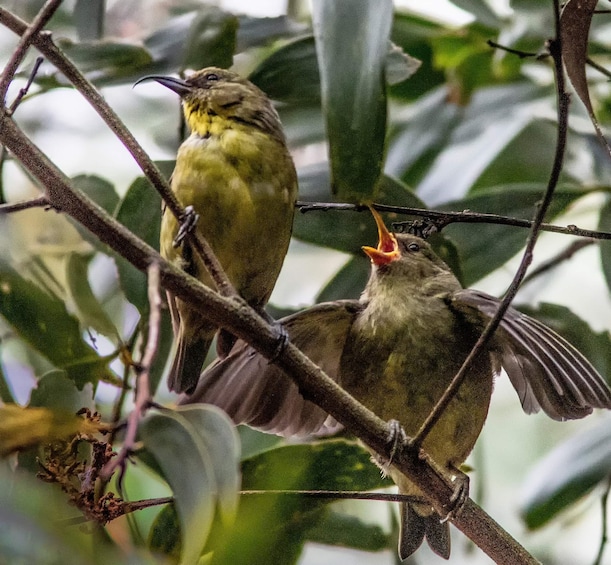 Hakalau Birdwatching Exclusive