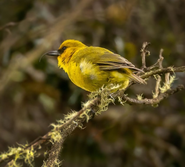 Hakalau Birdwatching Exclusive