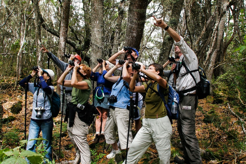 Hakalau Birdwatching Exclusive