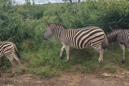 Private Guided Game Drive Safari in Dinokeng