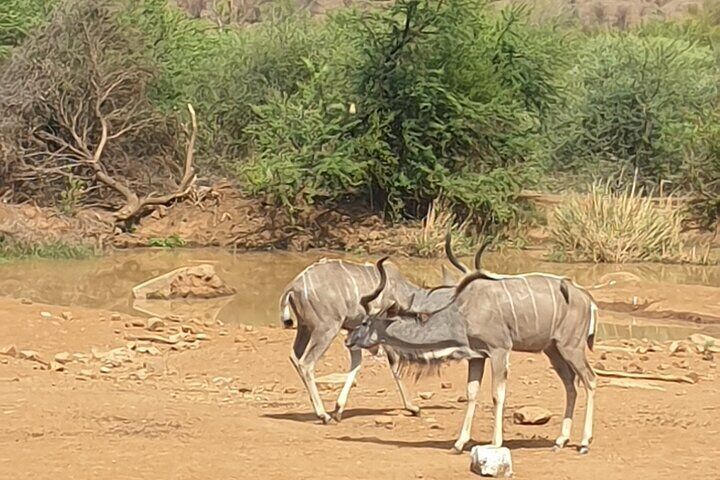 Private Guided Game Drive Safari in Dinokeng