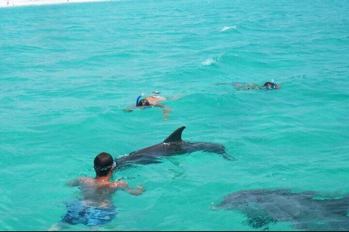 Swim with Dolphins And Snorkeling Group Tour