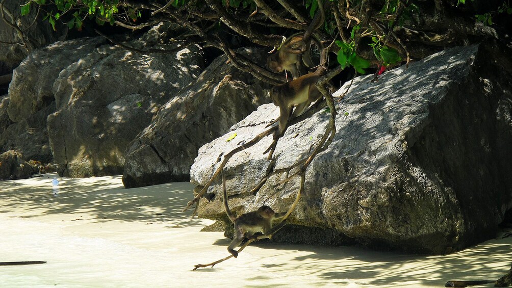 Foto 4 von 9 laden Koh Maiton & Koh Phi Phi by Speedboat with Dolphin Sighting