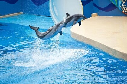 Ocean Park Full-Day Coach Tour with Hotel Pickup in Kowloon Area from Hong ...
