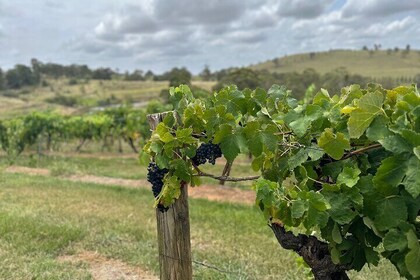 Sydney Boutique Wine tour - Hunter Valley & Wollombi Valley