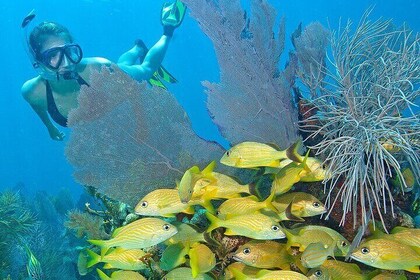 Snorkel Tours to Shallow Coral Reefs at Pennekamp Underwater Park
