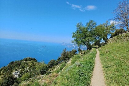 Trail of Lemons trekking between history lemon groves and Local Guide