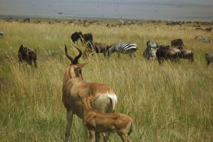 Masai Mara Unforgettable Wild Adventure
