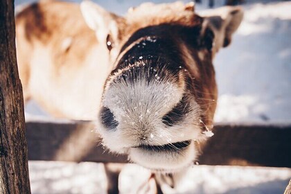Reindeer Feeding Experience with Local Guide in Levi