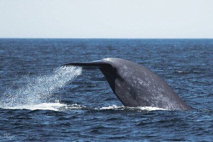 San Diego Whale/Dolphin Watching Cruise Aboard Luxury Vessel