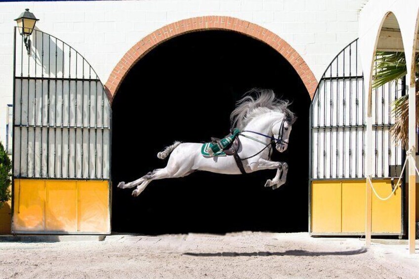 Andalusian Horses and Flamenco show with transportation