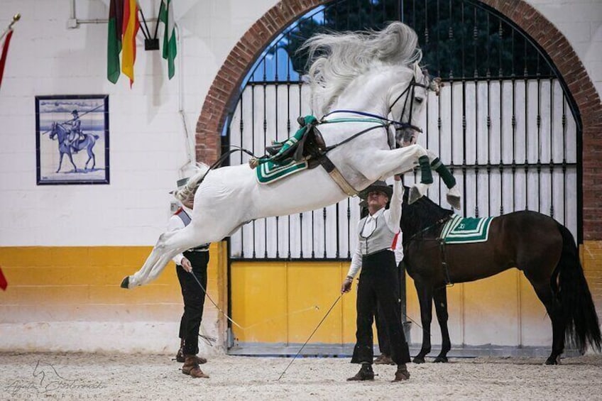 Andalusian Horses and Flamenco show with transportation