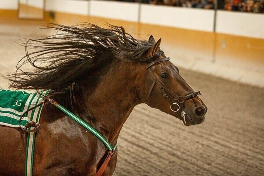 Andalusian Horses and Flamenco show with transportation