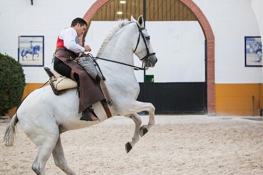 Andalusian Horses and Flamenco show with transportation