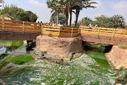 Crocoparc and Climbing Goats of Agadir Tour