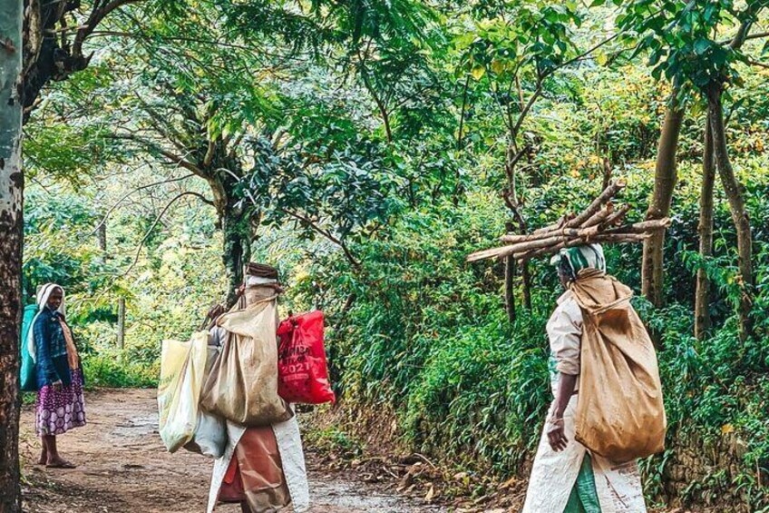 Private Ravana Falls and Nine Arches Bridge Ella Tour from Galle