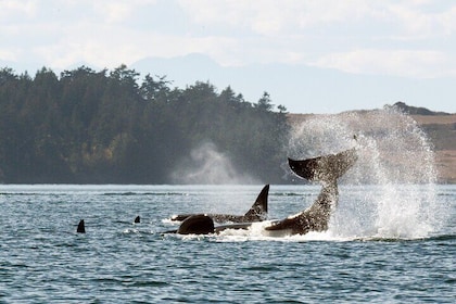 Whale Watching Adventure Vancouver