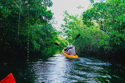 Kayaking Adventure on serene waters through mangroves, Akurala