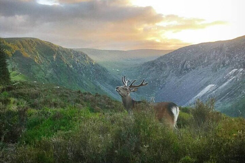 Witness some of Ireland's most beautiful wildlife.