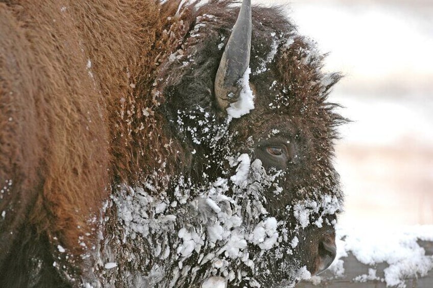 Experience A Half Day Winter Wildlife Safari