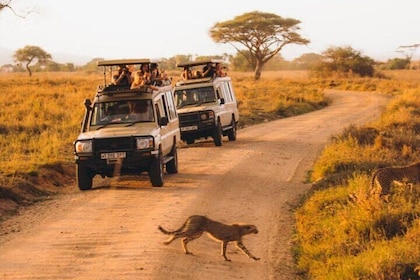 Kilimanjaro Climb via Marangu Route with 6 Day Safari Tour