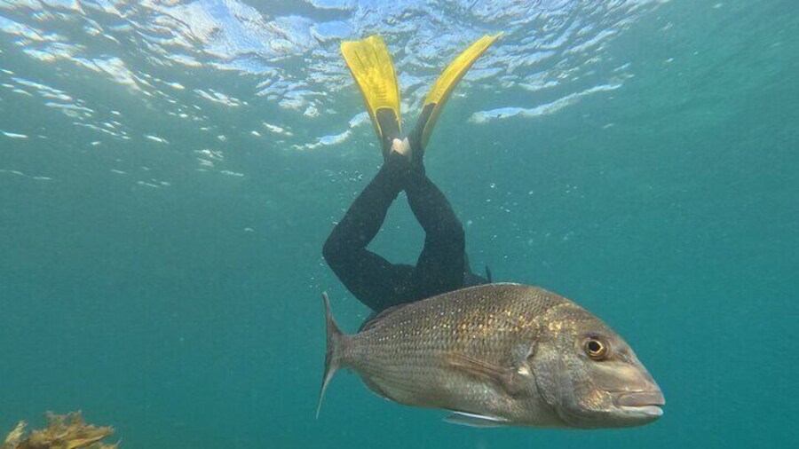 Goat Island Experience Advanced Snorkel Tour