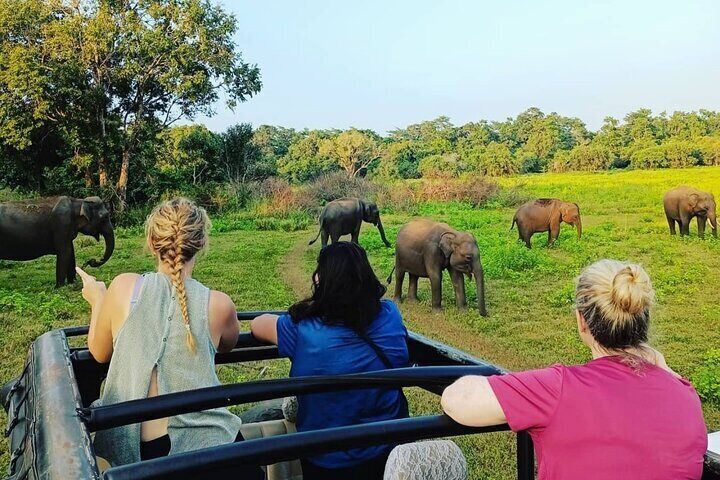 All Inclusive Safari at Minneriya National Park from Polonnaruwa