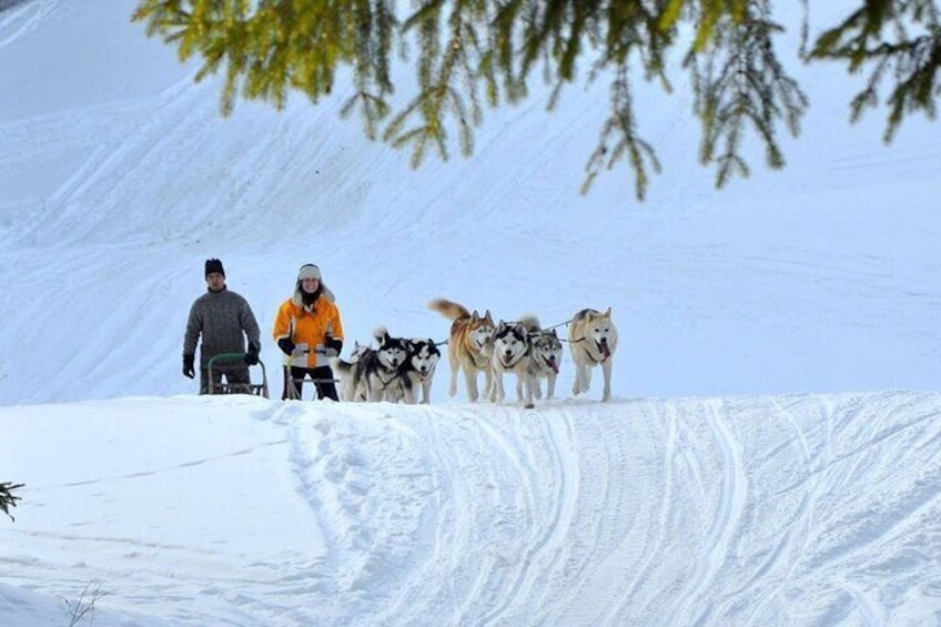 Kraków Full Dog Sled Ride 