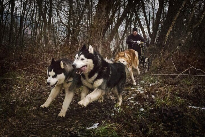 Kraków Full Dog Sled Ride 