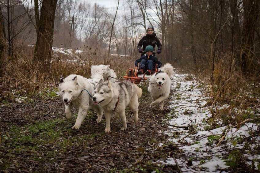Kraków Full Dog Sled Ride 
