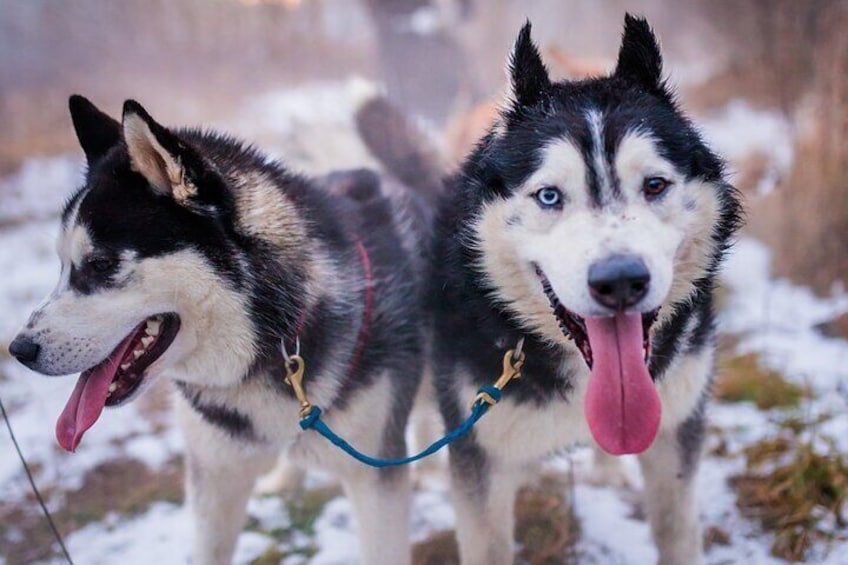 Kraków Full Dog Sled Ride 