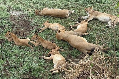 from Zanzibar: 3-days Safari Mikumi national park via Ferry