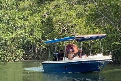 Tour Marina Las Baulas National Park Estuary By Panga Boat!