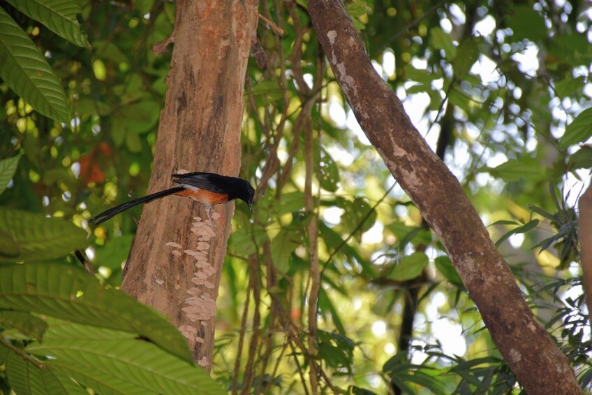 Bird on a tree near Cheow Lan Lake in Thailand