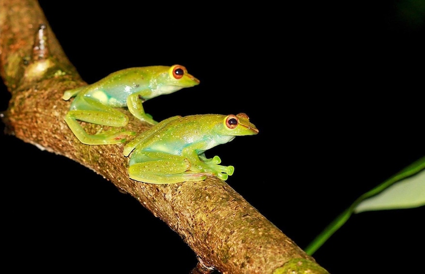 Pair of frogs on a tree at night in Thailand