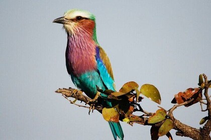 Full Day Birding Tour Kruger National Park