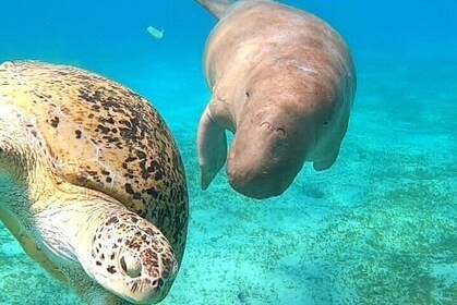 Marsa Mubarak Boat Trip with Turtles and Dugongs From Marsa Alam