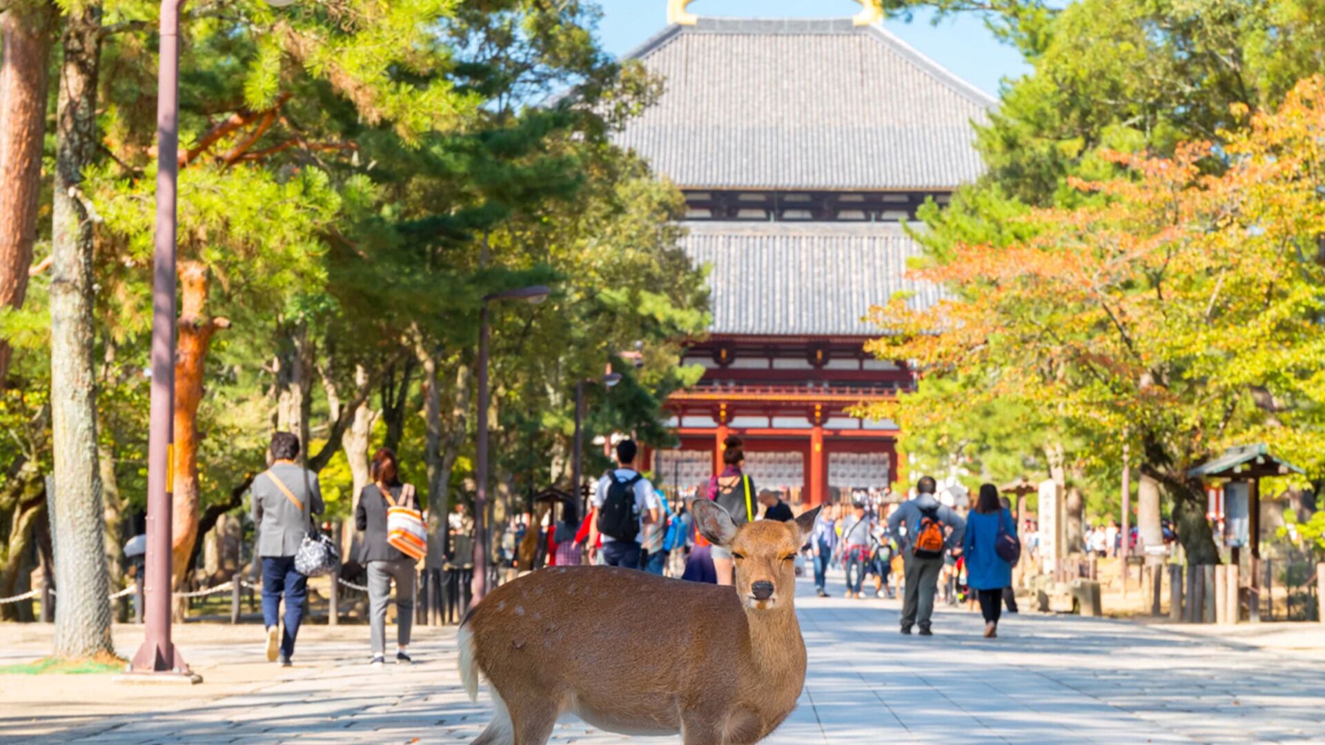 Japan: Nara Uji Onsen Day Tour