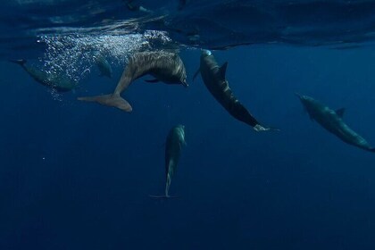 Private Dolphin and Turtle Tour Season