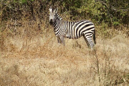 Explore National Parks and Wildlife of Tanzania Safari