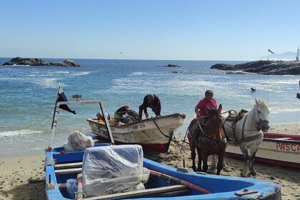 Full-Day Coastal Escape: Beaches, Penguins & Seaside Towns