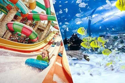 Yas Waterworld and The National Aquarium Tickets