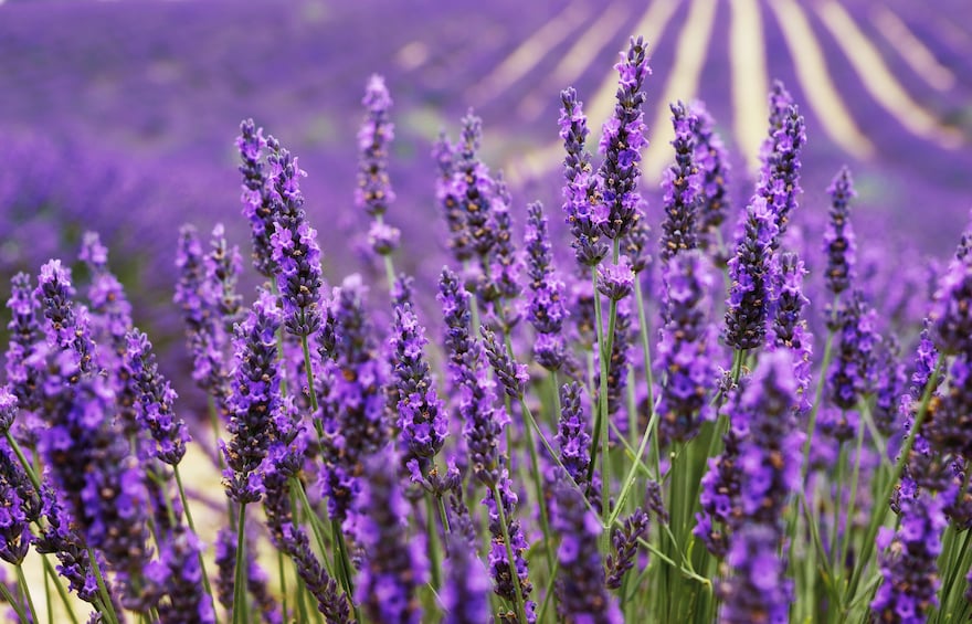 Lavender tour - shared half day trip from Aix en Provence