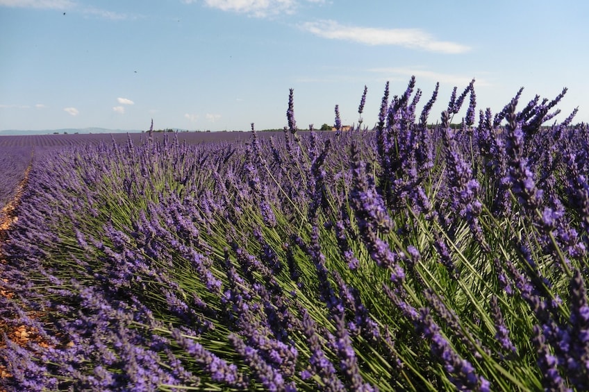 Lavender tour - shared half day trip from Aix en Provence