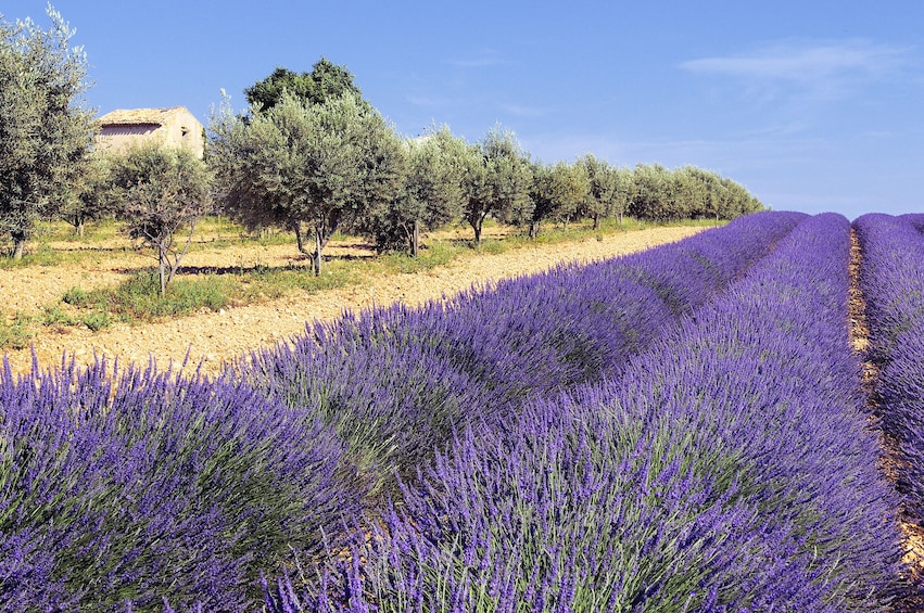 Lavender tour - shared half day trip from Aix en Provence